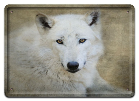 WILK PLAKAT METALOWY SZYLD OBRAZEK RETRO #10493