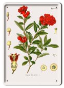 BOTANIKA PLAKAT METALOWY SZYLD OBRAZEK #21065