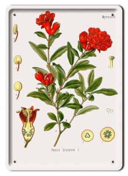 BOTANIKA PLAKAT METALOWY SZYLD OBRAZEK #21065