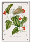 BOTANIKA PLAKAT METALOWY SZYLD OBRAZEK #21066