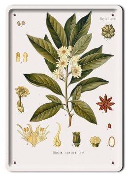 BOTANIKA PLAKAT METALOWY SZYLD OBRAZEK #21067