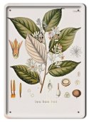 BOTANIKA PLAKAT METALOWY SZYLD OBRAZEK #21068