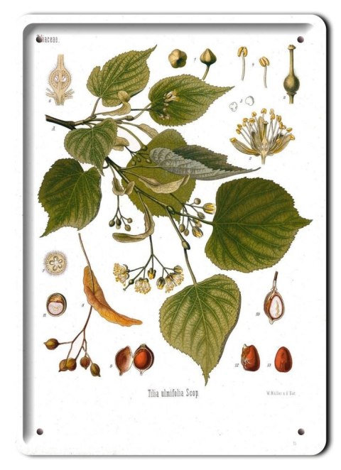 BOTANIKA PLAKAT METALOWY SZYLD OBRAZEK #21070