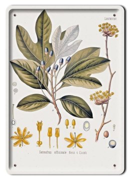 BOTANIKA PLAKAT METALOWY SZYLD OBRAZEK #21072
