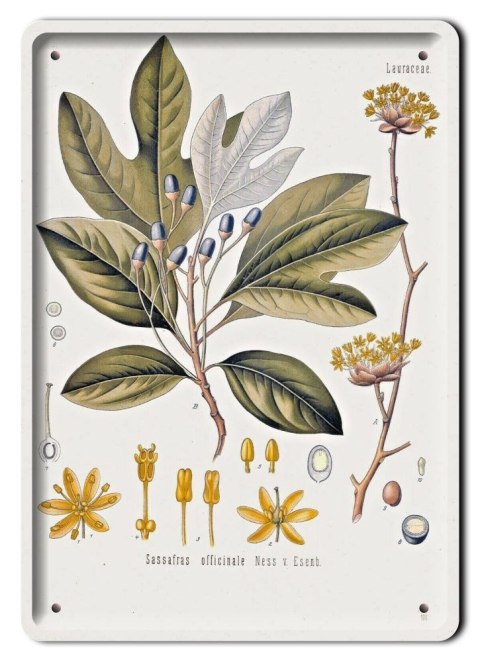 BOTANIKA PLAKAT METALOWY SZYLD OBRAZEK #21072