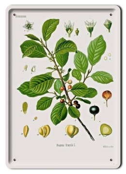 BOTANIKA PLAKAT METALOWY SZYLD OBRAZEK #21073