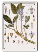 BOTANIKA PLAKAT METALOWY SZYLD OBRAZEK #21074