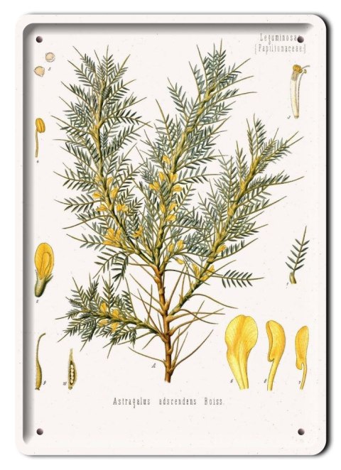 BOTANIKA PLAKAT METALOWY SZYLD OBRAZEK #21075