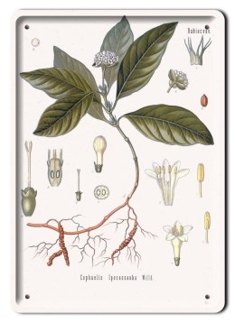 BOTANIKA PLAKAT METALOWY SZYLD OBRAZEK #21076