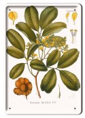 BOTANIKA PLAKAT METALOWY SZYLD OBRAZEK #21077