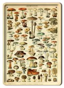 BOTANIKA PLAKAT METALOWY SZYLD OBRAZEK #21090