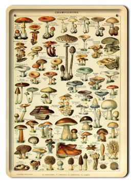BOTANIKA PLAKAT METALOWY SZYLD OBRAZEK #21090