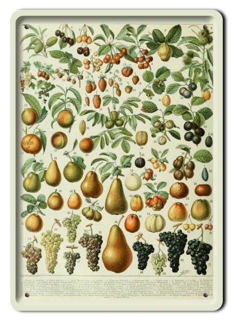 BOTANIKA PLAKAT METALOWY SZYLD OBRAZEK #21099