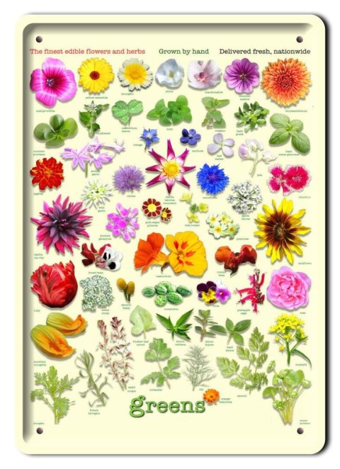 BOTANIKA PLAKAT METALOWY SZYLD OBRAZEK #21115
