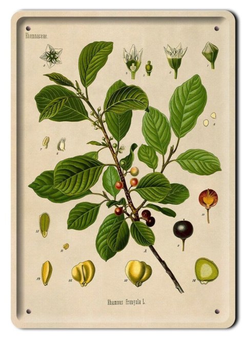 BOTANIKA PLAKAT METALOWY SZYLD OBRAZEK #21121