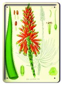 BOTANIKA PLAKAT METALOWY SZYLD OBRAZEK #21126