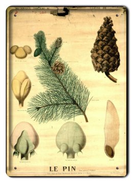 BOTANIKA PLAKAT METALOWY SZYLD OBRAZEK #21145