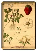 BOTANIKA PLAKAT METALOWY SZYLD OBRAZEK #21146
