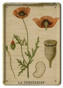 BOTANIKA PLAKAT METALOWY SZYLD OBRAZEK #21150