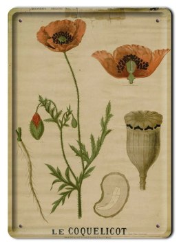 BOTANIKA PLAKAT METALOWY SZYLD OBRAZEK #21150