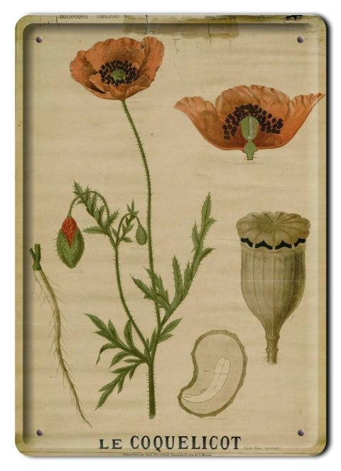 BOTANIKA PLAKAT METALOWY SZYLD OBRAZEK #21150