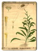 BOTANIKA PLAKAT METALOWY SZYLD OBRAZEK #21151