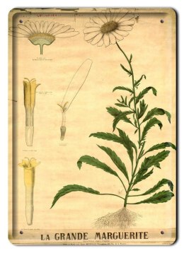 BOTANIKA PLAKAT METALOWY SZYLD OBRAZEK #21151