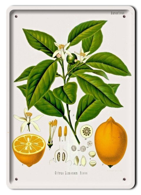 BOTANIKA PLAKAT METALOWY SZYLD OBRAZEK #21152