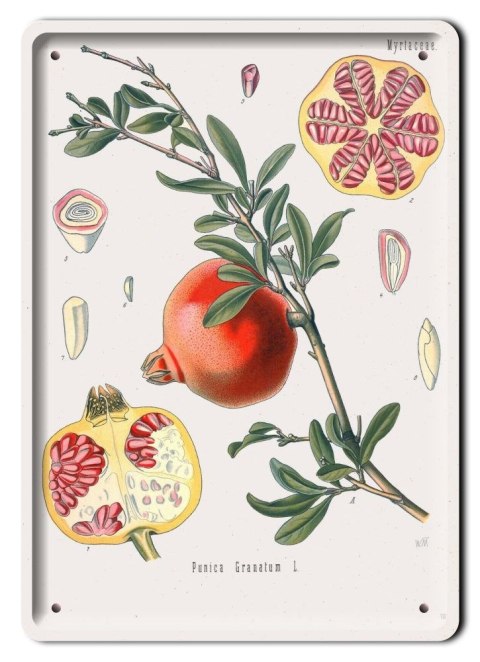 BOTANIKA PLAKAT METALOWY SZYLD OBRAZEK #21153