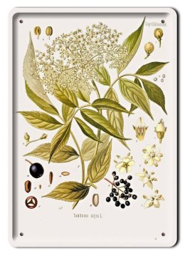 BOTANIKA PLAKAT METALOWY SZYLD OBRAZEK #21154