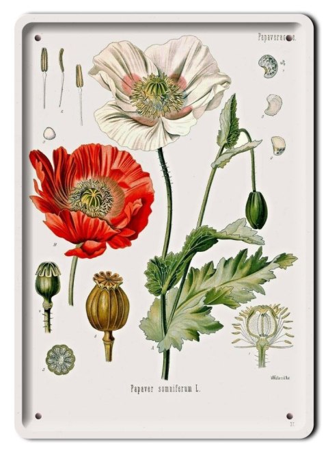 BOTANIKA PLAKAT METALOWY SZYLD OBRAZEK #21156