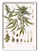 BOTANIKA PLAKAT METALOWY SZYLD OBRAZEK #21157