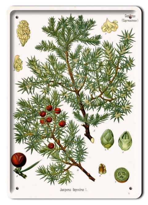 BOTANIKA PLAKAT METALOWY SZYLD OBRAZEK #21162