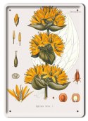 BOTANIKA PLAKAT METALOWY SZYLD OBRAZEK #21165