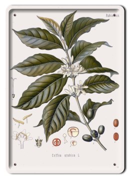 BOTANIKA PLAKAT METALOWY SZYLD OBRAZEK #21166