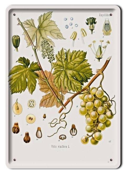 BOTANIKA PLAKAT METALOWY SZYLD OBRAZEK #21168