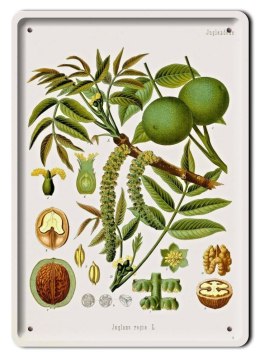 BOTANIKA PLAKAT METALOWY SZYLD OBRAZEK #21169