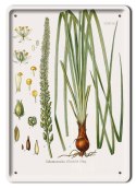 BOTANIKA PLAKAT METALOWY SZYLD OBRAZEK #21171