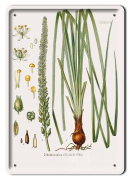 BOTANIKA PLAKAT METALOWY SZYLD OBRAZEK #21171