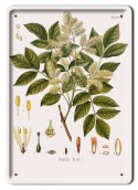 BOTANIKA PLAKAT METALOWY SZYLD OBRAZEK #21172