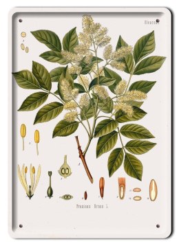 BOTANIKA PLAKAT METALOWY SZYLD OBRAZEK #21172