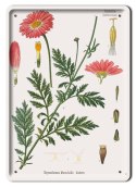 BOTANIKA PLAKAT METALOWY SZYLD OBRAZEK #21173