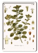 BOTANIKA PLAKAT METALOWY SZYLD OBRAZEK #21174