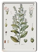 BOTANIKA PLAKAT METALOWY SZYLD OBRAZEK #21175