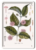BOTANIKA PLAKAT METALOWY SZYLD OBRAZEK #21176