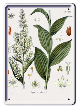 BOTANIKA PLAKAT METALOWY SZYLD OBRAZEK #21177