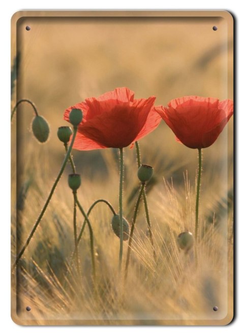 MAKI PLAKAT METALOWY SZYLD TABLICZKA RETRO #11437