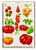 PAPRYKA METALOWY SZYLD PLAKAT VINTAGE RETRO #00493