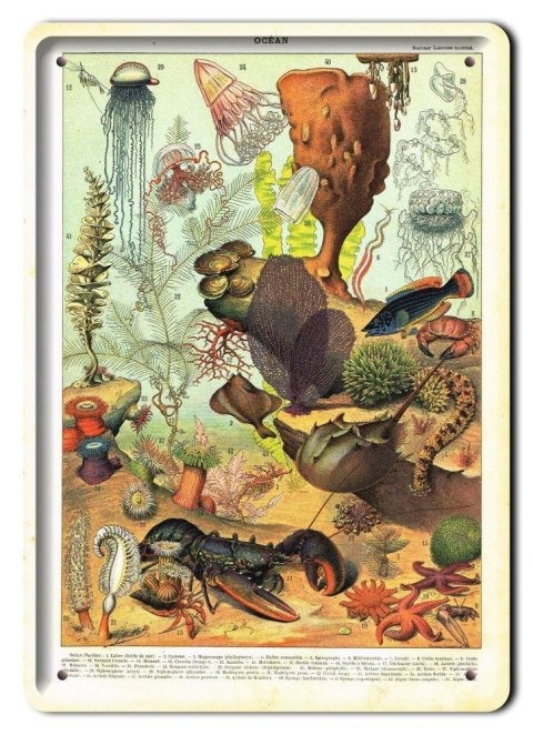 ZOOLOGIA PLAKAT METALOWY SZYLD OBRAZEK #21102