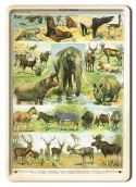 ZOOLOGIA PLAKAT METALOWY SZYLD OBRAZEK #21107